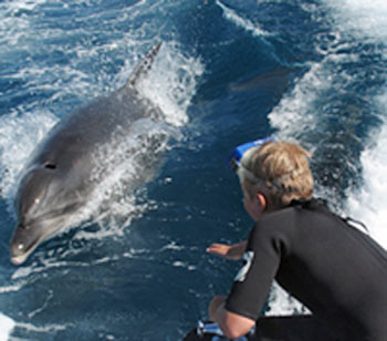 Dolphins and marine mammels are sometimes seen in the Abel Tasman